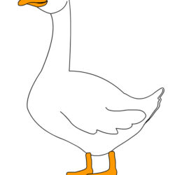 Goose Drawing