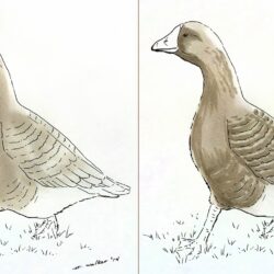 Goose Drawing Amazing Sketch