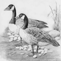 Goose Drawing Art