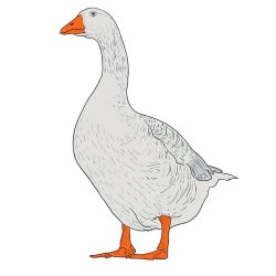 Goose Drawing Art