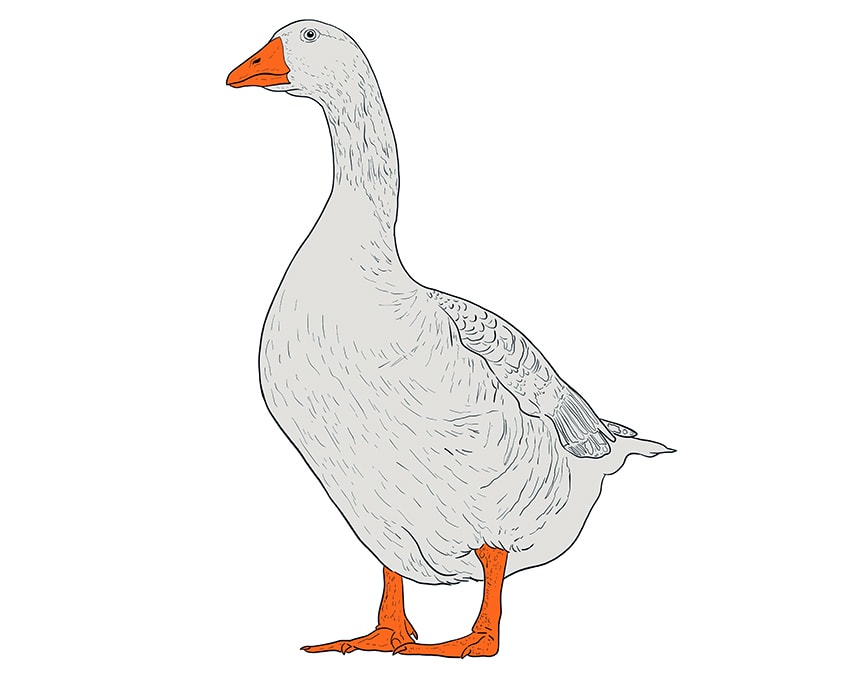 Goose Drawing Art
