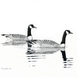 Goose Drawing Artistic Sketching