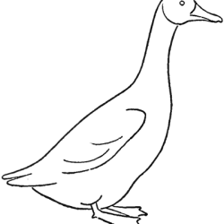 Goose Drawing Modern Sketch