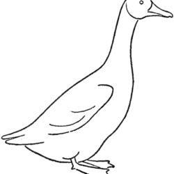 Goose Drawing Photo