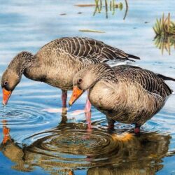 Goose Drawing Picture