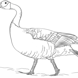 Goose Drawing Realistic Sketch