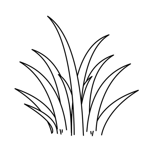 Grass Drawing Modern Sketch
