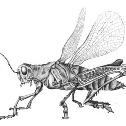 Grasshopper Drawing