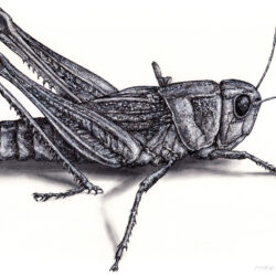 Grasshopper Drawing Amazing Sketch