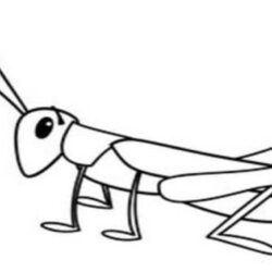 Grasshopper Drawing Artistic Sketching