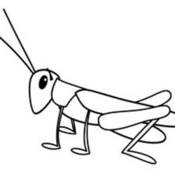 Grasshopper Drawing Creative Style