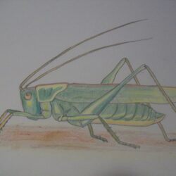 Grasshopper Drawing Fine Art