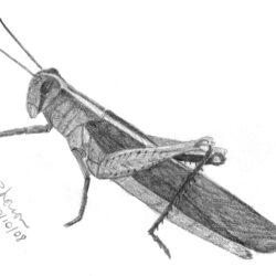 Grasshopper Drawing Hand Drawn