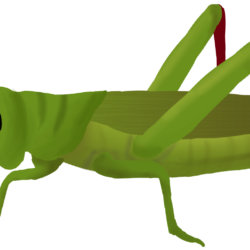 Grasshopper Drawing Image