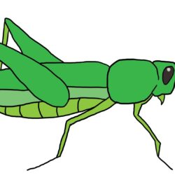 Grasshopper Drawing Modern Sketch