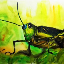 Grasshopper Drawing Professional Artwork