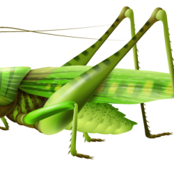 Grasshopper Drawing Realistic Sketch