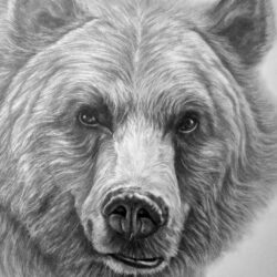 Grizzly Bear Drawing Amazing Sketch