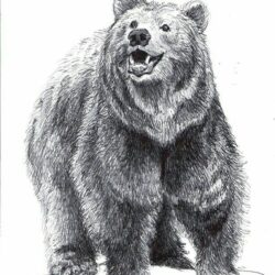 Grizzly Bear Drawing Art