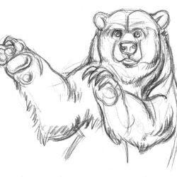 Grizzly Bear Drawing Artistic Sketching