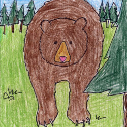 Grizzly Bear Drawing Creative Style