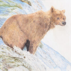 Grizzly Bear Drawing Fine Art