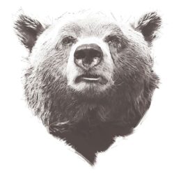 Grizzly Bear Drawing Hand Drawn