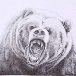 Grizzly Bear Drawing Image