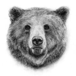 Grizzly Bear Drawing Modern Sketch