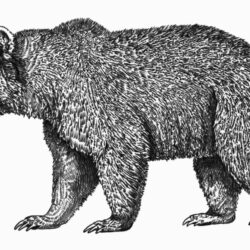 Grizzly Bear Drawing Photo