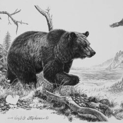 Grizzly Bear Drawing Picture