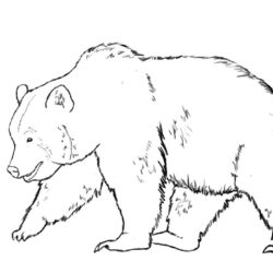 Grizzly Bear Drawing Professional Artwork