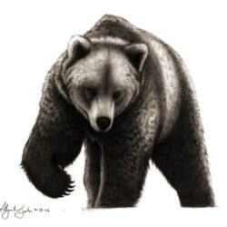 Grizzly Bear Drawing Realistic Sketch