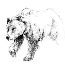 Grizzly Bear Drawing Sketch