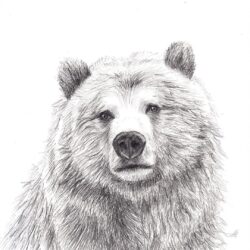 Grizzly Bear Drawing Unique Art