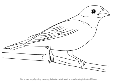 Grosbeak, Seed-Eater, Colorful, Songbird, Forest Drawing