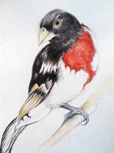 Grosbeak, Birdwatching, Nature, Habitat, Ornithology Drawing