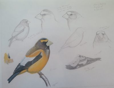 Grosbeak, Beak, Forager, Songbird, Colorful Drawing