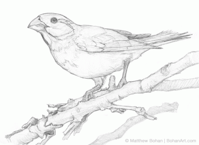 Grosbeak, Birdwatching, Nature, Habitat, Ornithology Drawing