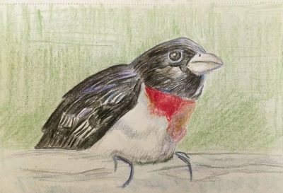 Grosbeak, Finch, Colorful, Avian, Songbird Drawing