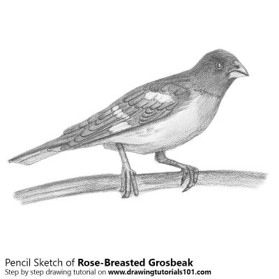 Grosbeak, Habitat, Songbird, Nature, Birdwatching Drawing