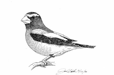 Grosbeak, Birdwatching, Nature, Habitat, Ornithology Drawing