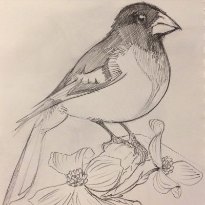 Grosbeak, Seed-Eater, Habitat, Colorful, Songbird Drawing