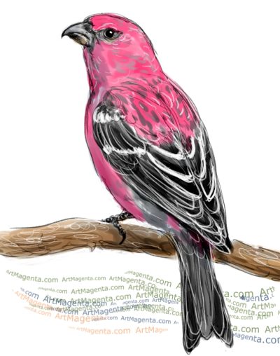 Grosbeak, Habitat, Beak, Colorful, Songbird Drawing