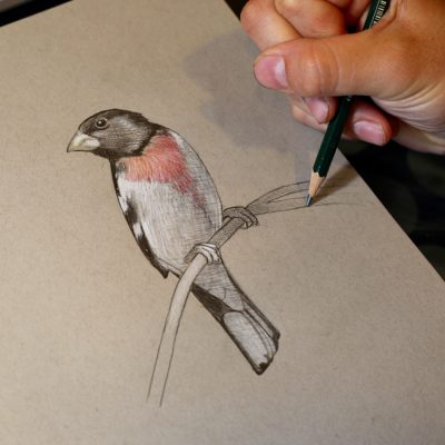 Grosbeak, Ornithology, Birdwatching, Avian, Habitat Drawing