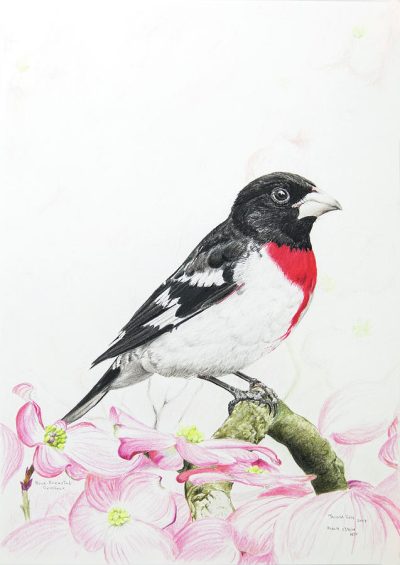 Grosbeak, Colorful, Forest, Seed-Eater, Songbird Drawing