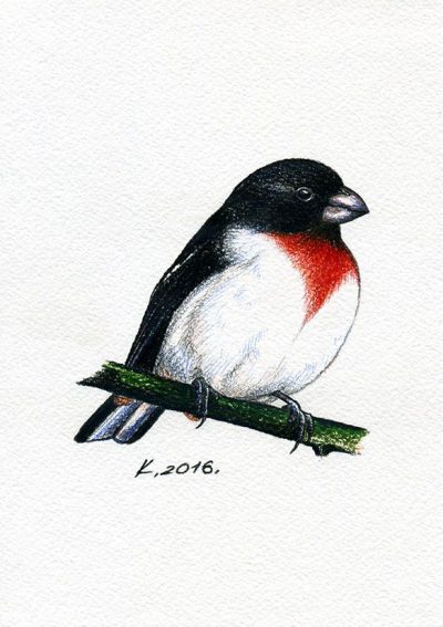 Grosbeak, Colorful, Beaks, Songbird, Finches Drawing