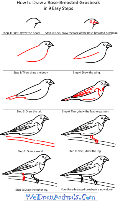 Grosbeak, Songbird, Beak, Habitat, Colorful Drawing