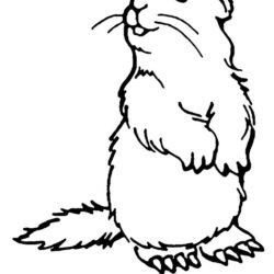 Groundhog Drawing Professional Artwork