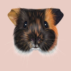 Guinea Pig Drawing